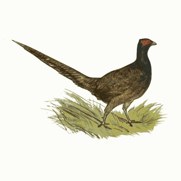 SVG Pheasant in zoo vector clip art