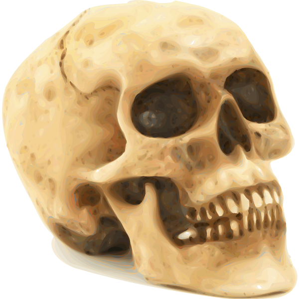 SVG Photorealistic human skull vector illustration