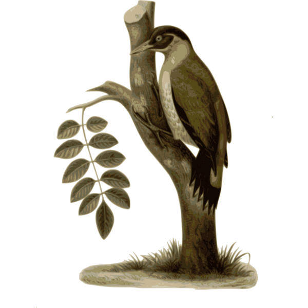 SVG Picuserythropygius
