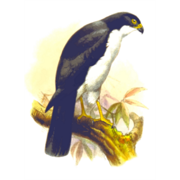SVG Pied goshawk