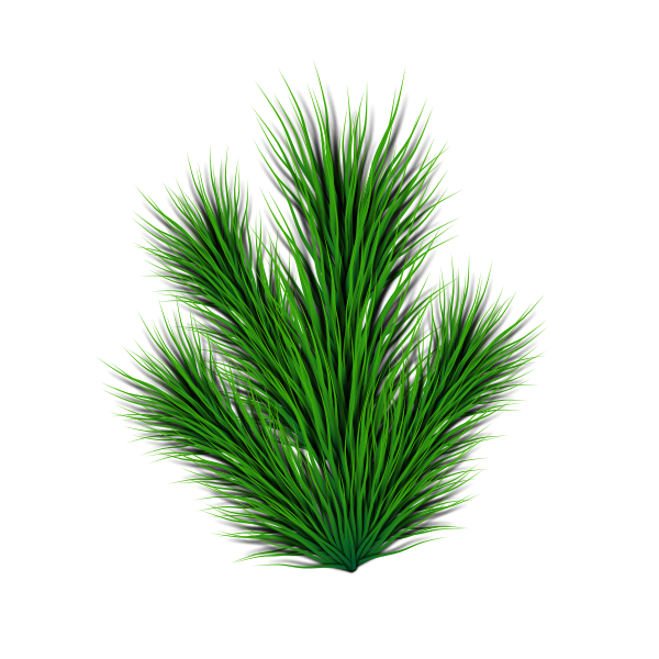 SVG Pine branch vector image