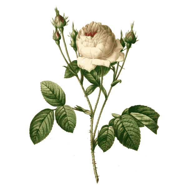 SVG Pink rose branch