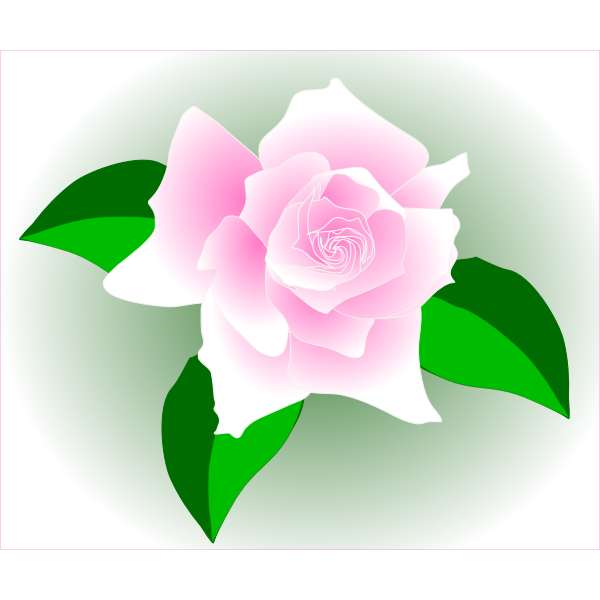 SVG Pink rose in a frame