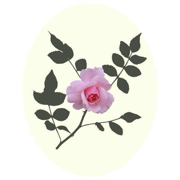 SVG Pink rose vector image
