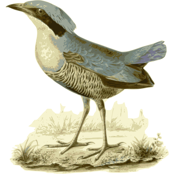 SVG Pittaelliotii