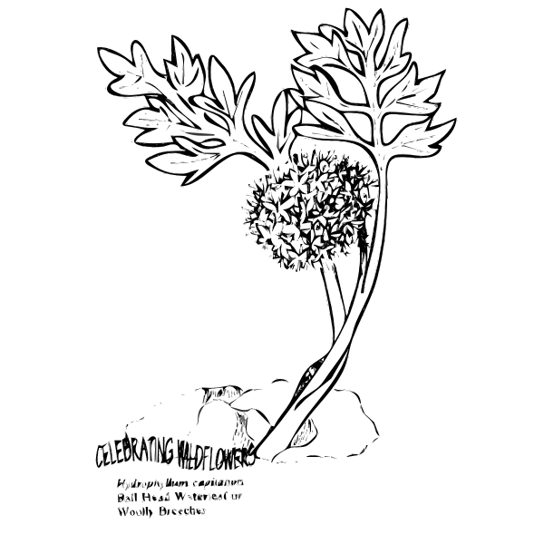 SVG Plant with leaves line art vector clip art