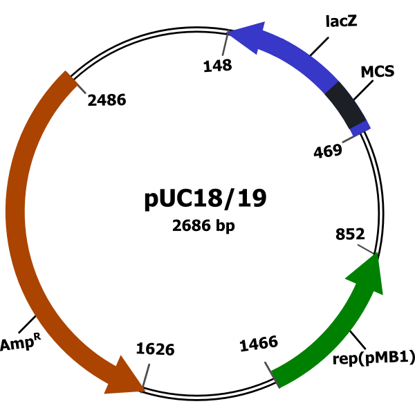 SVG Plasmid vector