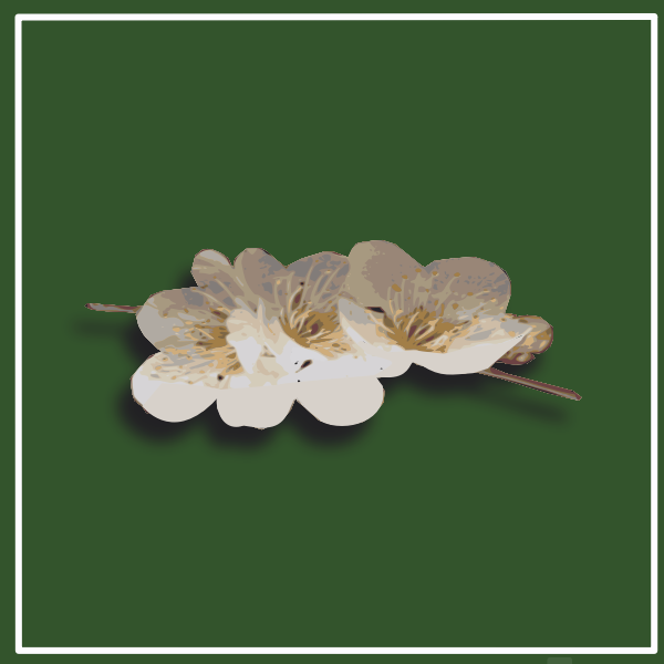 SVG Plum blossom