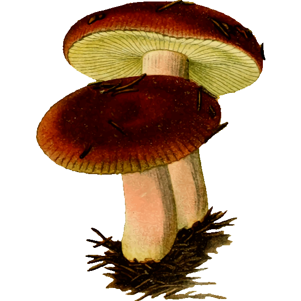 SVG Poisonous mushroom