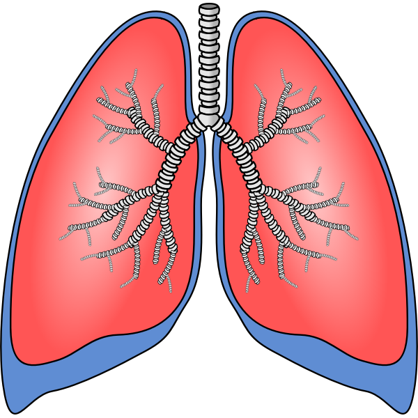 SVG Polmoni - Lungs