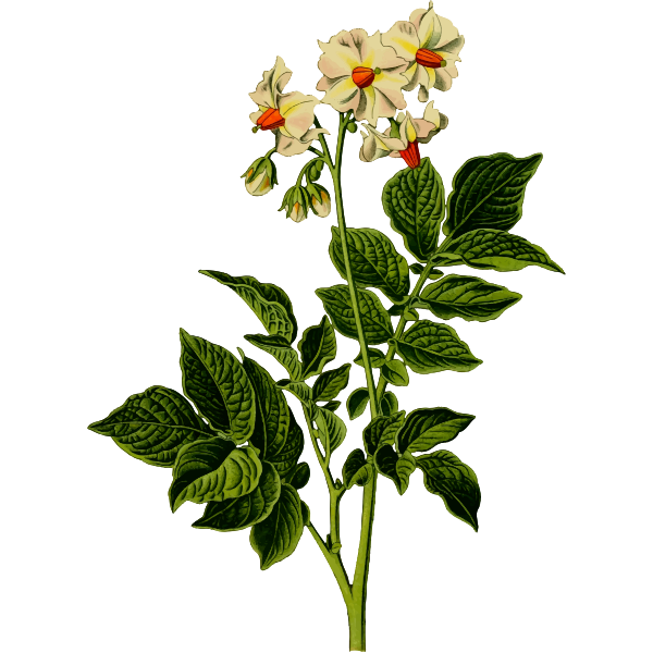 SVG Potato plant