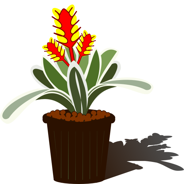 SVG Potted Bromelia vector image