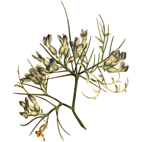 SVG Prickly anthyllis