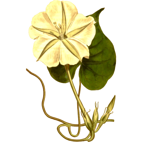 SVG Prickly ipomaea