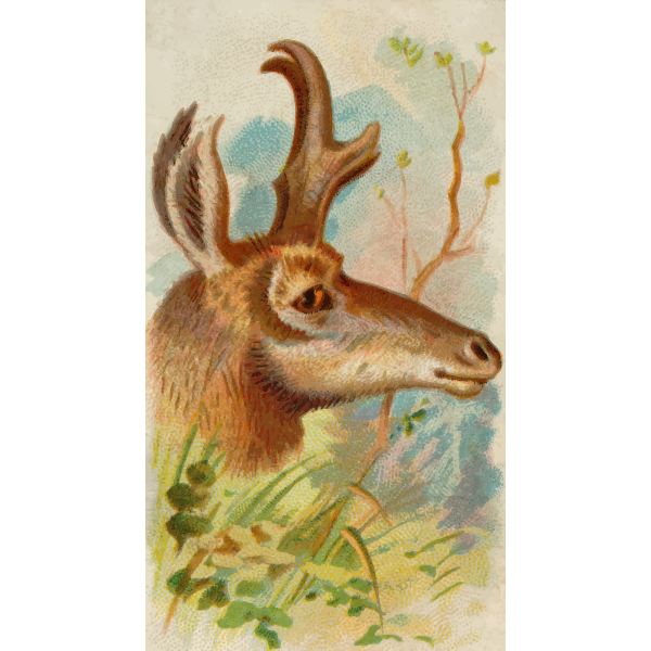 SVG Prong-horn antelope