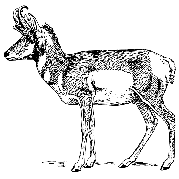 SVG Pronghorn