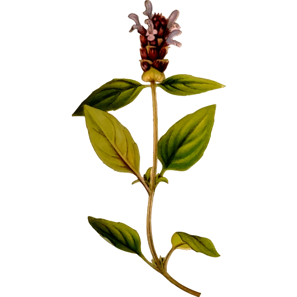 SVG Prunella vulgaris