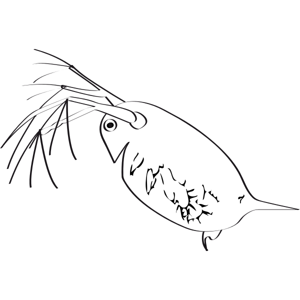SVG puce d eau