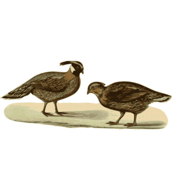SVG Pucrasia macrolopha xanthospila