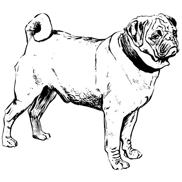 SVG Pug