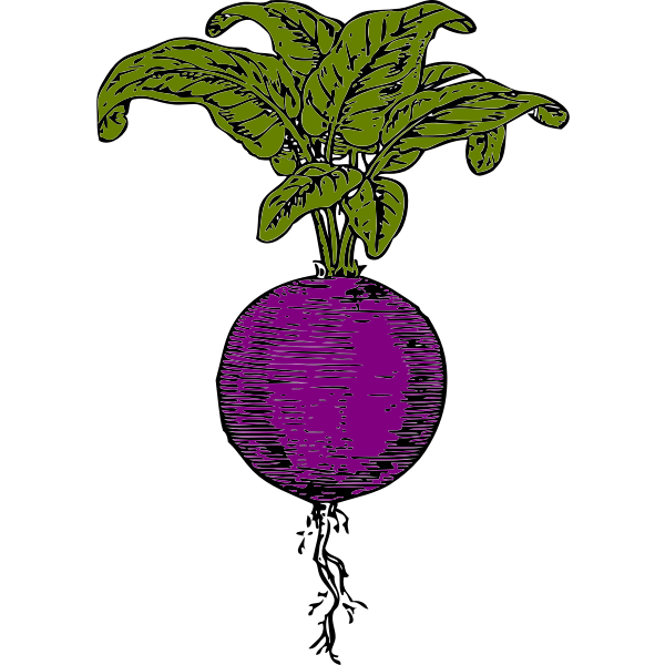 SVG Purple beet
