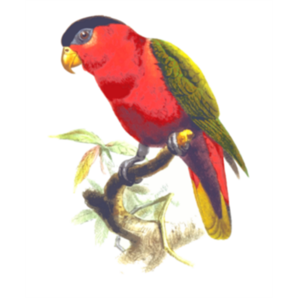 SVG Purple-bellied lory