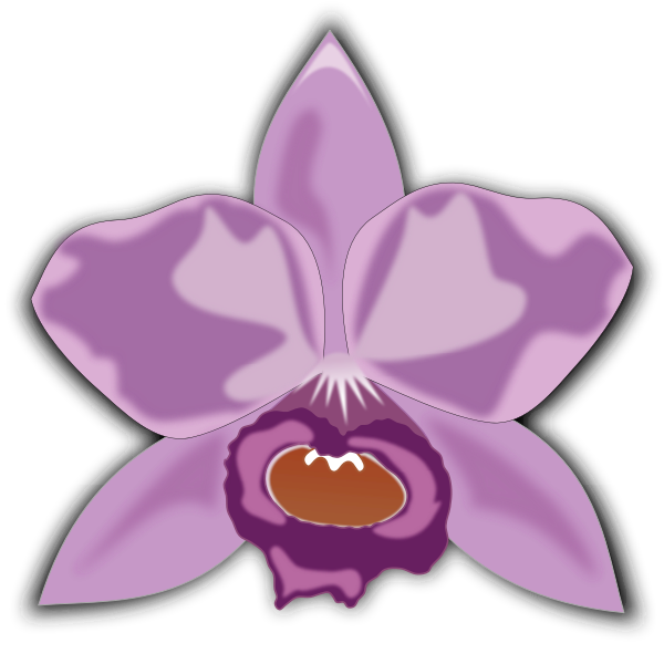SVG Purple cattleya