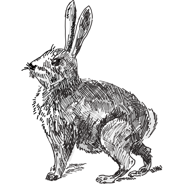 SVG Rabbit vector illustration