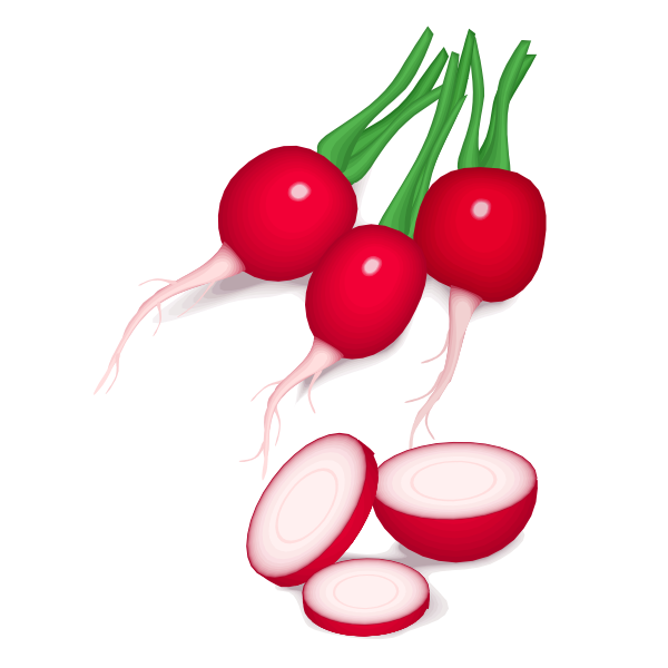 SVG Radishes vector image