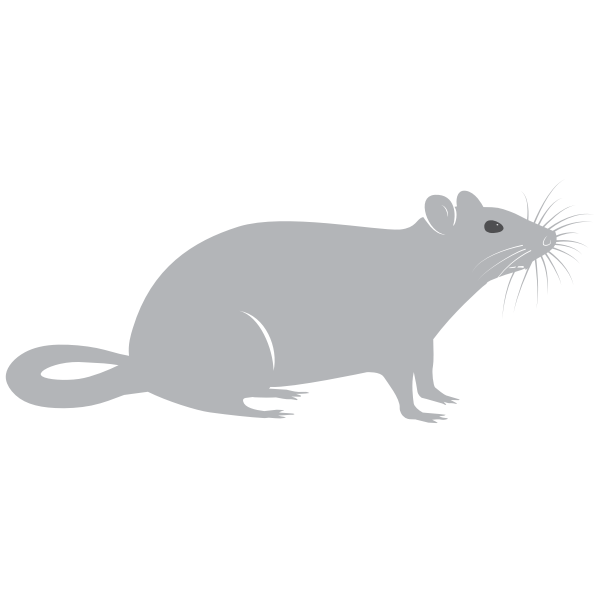SVG rat-1578355258