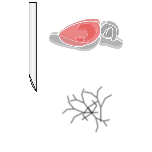 SVG Rat brain