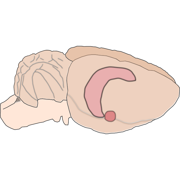 SVG rat brain hippo amyg