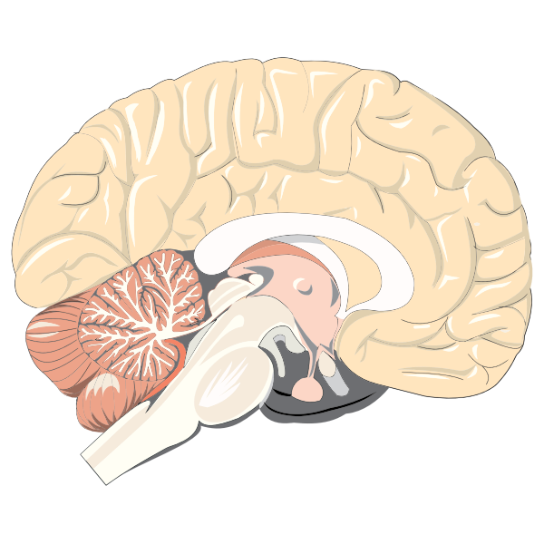 SVG Realistic brain