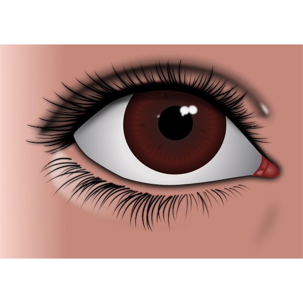 SVG Realistic brown eye