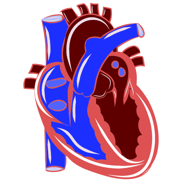 SVG Realistic heart illustration