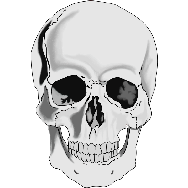 SVG Realistic human skull