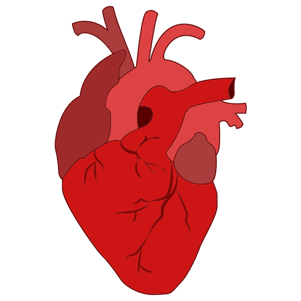 SVG Realistic red heart