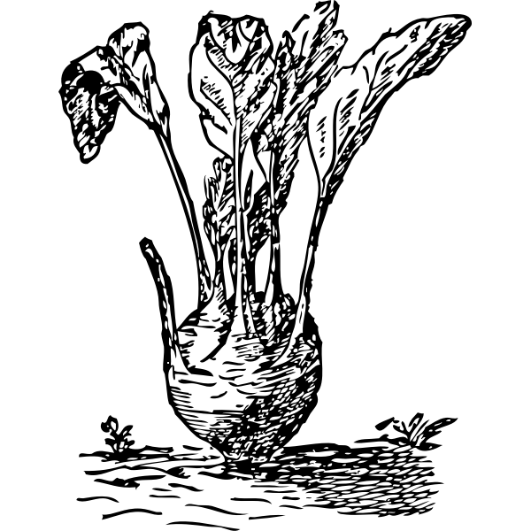 SVG Red beet vector silhouette