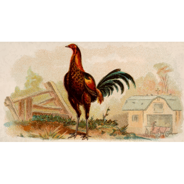 SVG Red chicken image