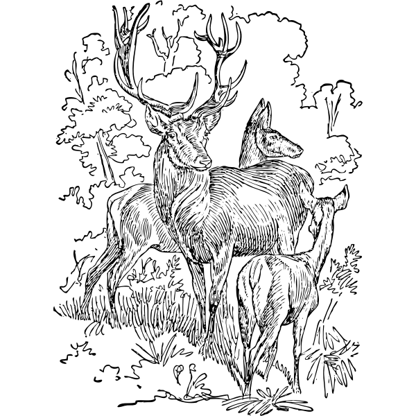 SVG red deer