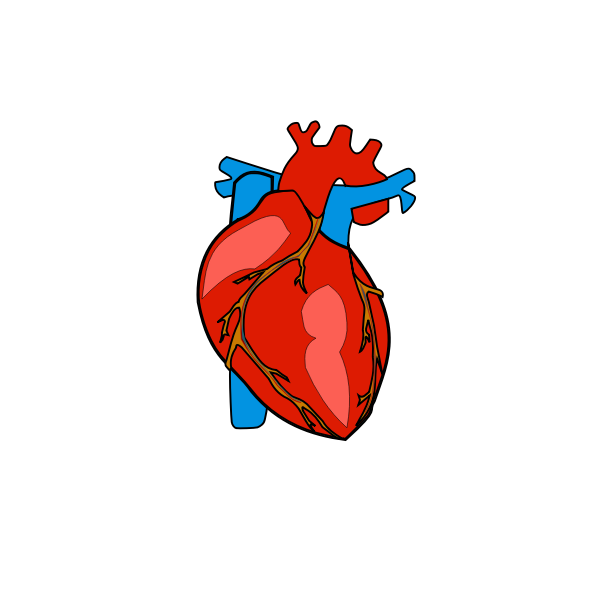 SVG Red human heart