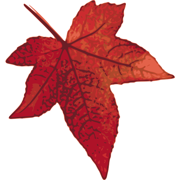 SVG Red maple leaf vector image