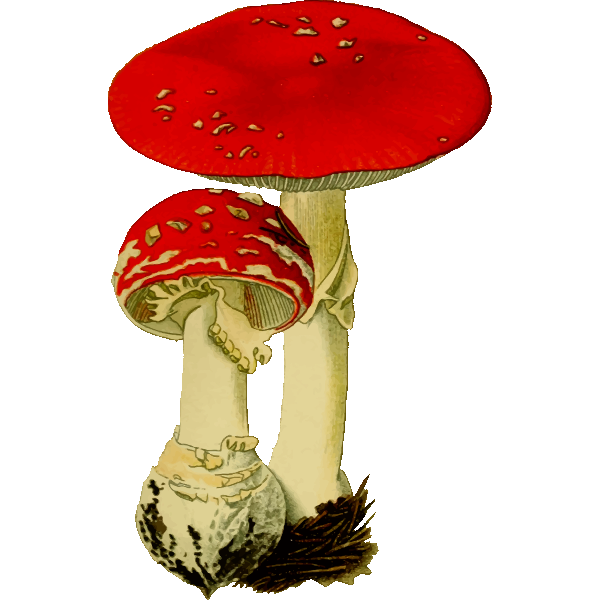 SVG Red mushrooms pair