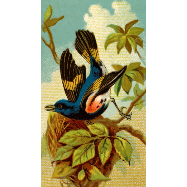 SVG Redstart