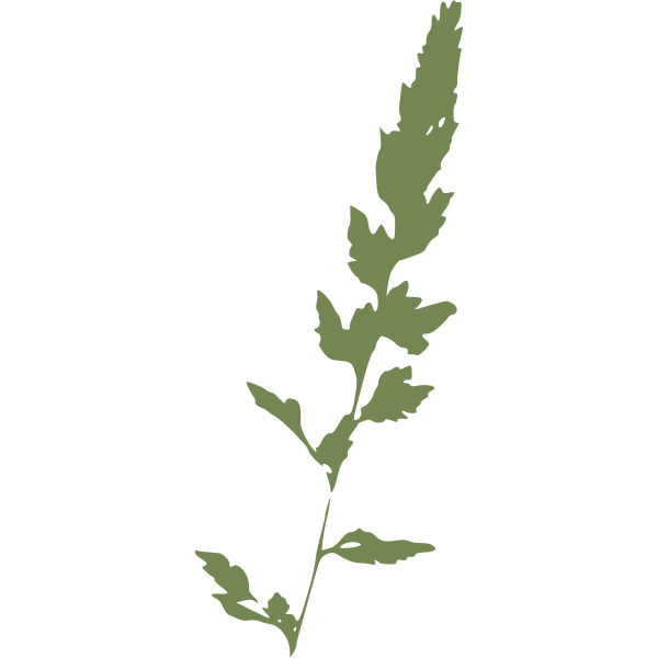 SVG Reed Canary Grass