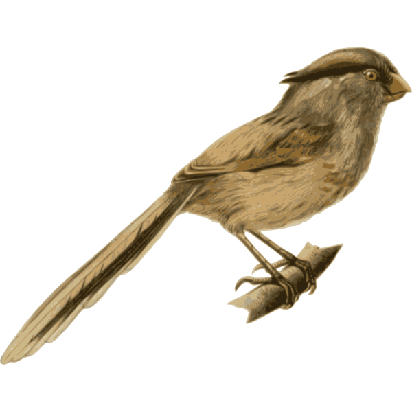 SVG Reed parrotbill