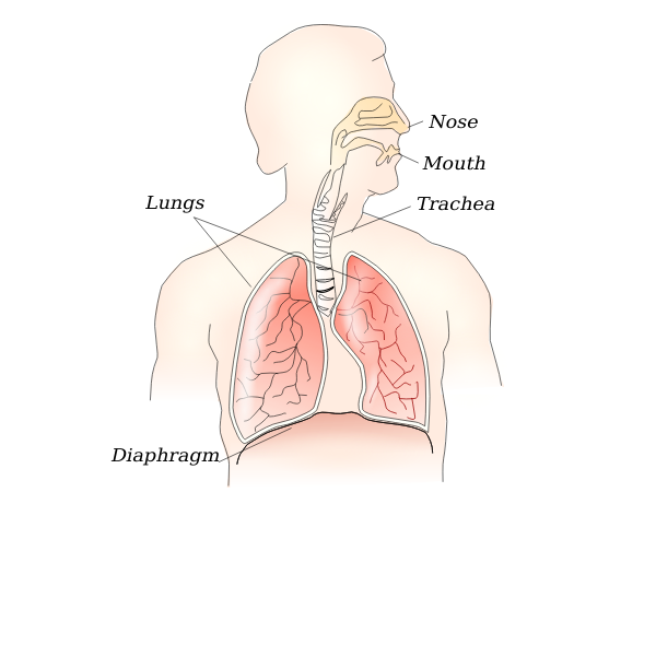 SVG respiratory system
