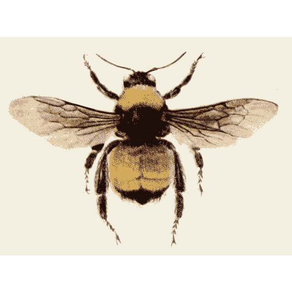 SVG Retro bee image