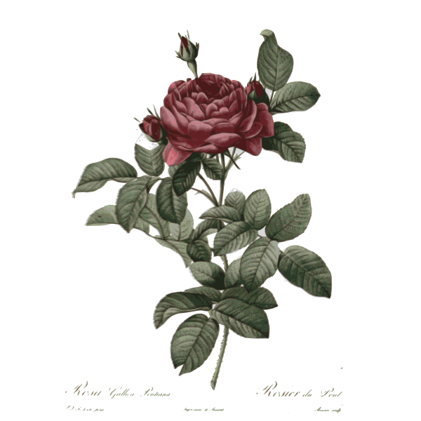 SVG Retro rose illustration