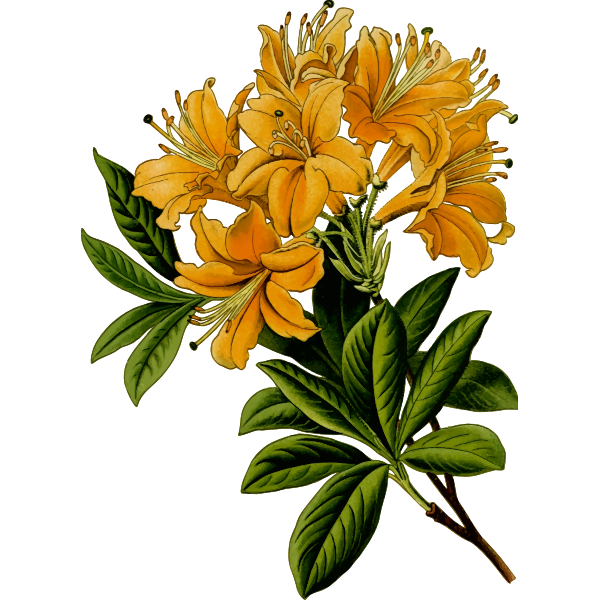SVG Rhododendron